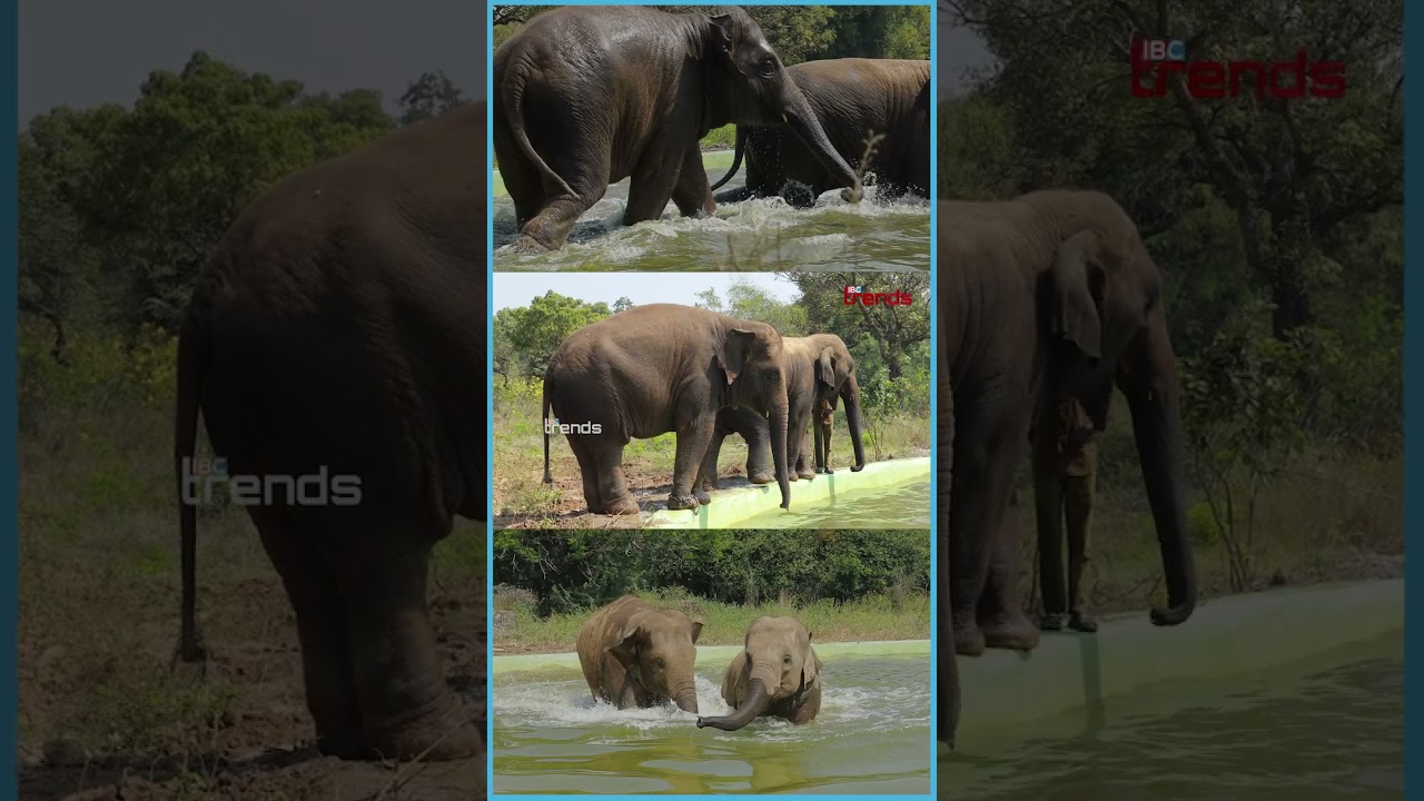 துள்ளி விளையாடும் யானை குட்டிகள்..! | Elephant | IBC Trends