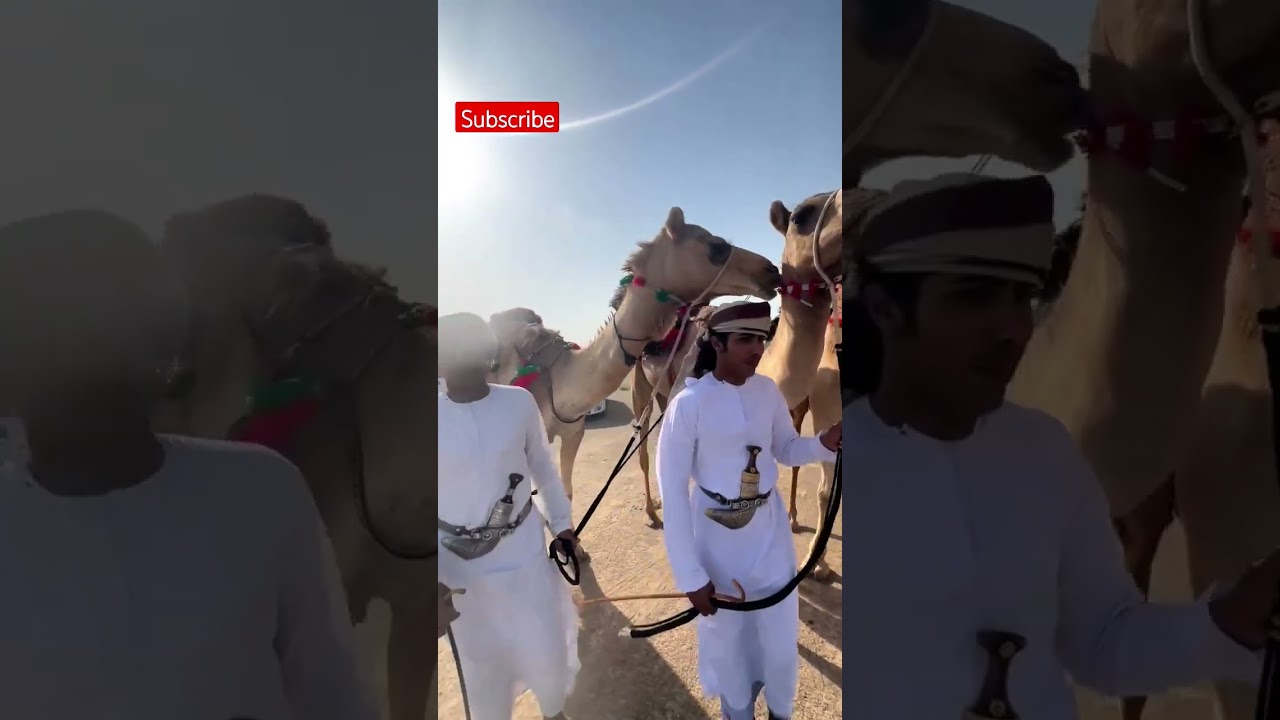 Omani Camels 