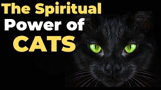 Extraordinary Features of Cats| Cat Behaviors to Know | Cat Videos | Funny Animals | Wildlife by Animalistic 4K 330 views 1 year ago 6 minutes, 25 seconds