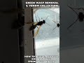 HOW TO CAPTURE, RESCUE, RELOCATE AND HAND FEED WASP QUEENS THIS SPRING! PAPER WASPS, YELLOWJACKETS!
