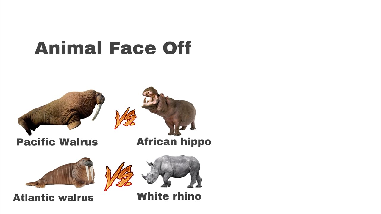 Walrus vs hippo and walrus vs Rhino