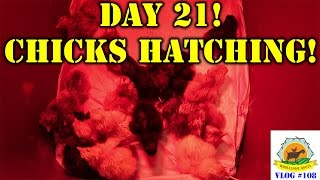 I Have NO Self Control! Day 21! Chicks Hatching!
