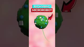 Scientists Create Tiny Robot To Deliver Medicine To Organs