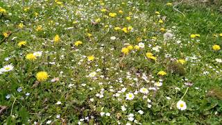 Alacalar Köyü Karaca - Ordu- Aybastı