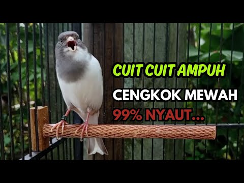 🛑 KICAU BURUNG | Kenari GACOR PANJANG INI Cocok untuk Masteran KENARI PAUD dan Kenari Macet BUNYI