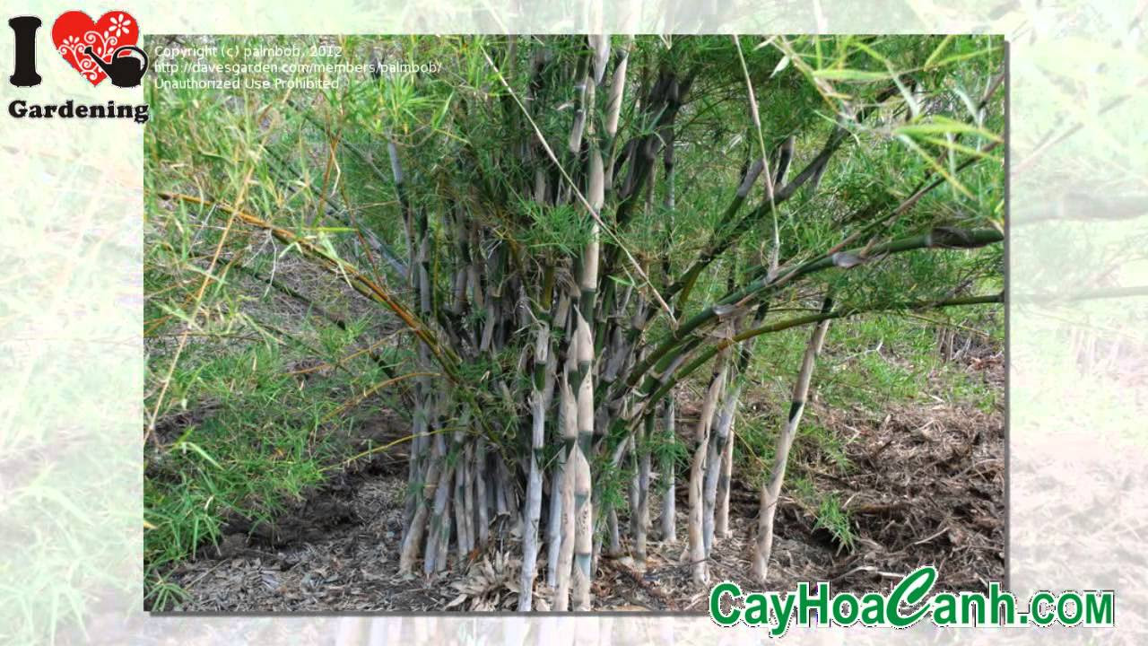 KỸ THUẬT TRỒNG CÂY TẦM VONG - youtube