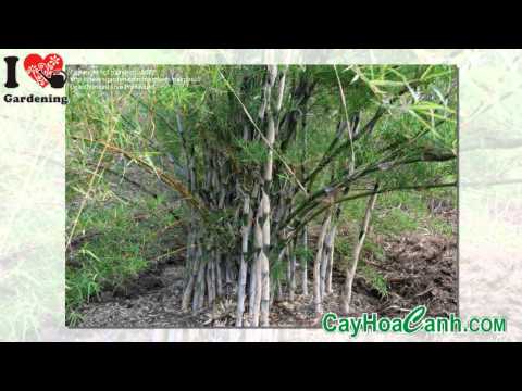 Video KỸ THUẬT TRỒNG CÂY TẦM VONG - youtube