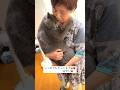 【いつまでもハグしてな〜😍🐈⬛💕】 #癒し動画 #ばあちゃん大好き #ねこ癒やし #bigcat #可愛い