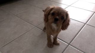 Yuzu Cavalier King Charles Spaniel Puppy Very First Day 12 Weeks Old