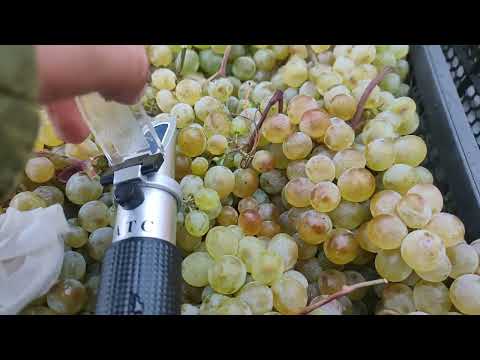 Виноград Ркацители который можно приобрести для домашнего виноделия в Санкт-петербурге осенью