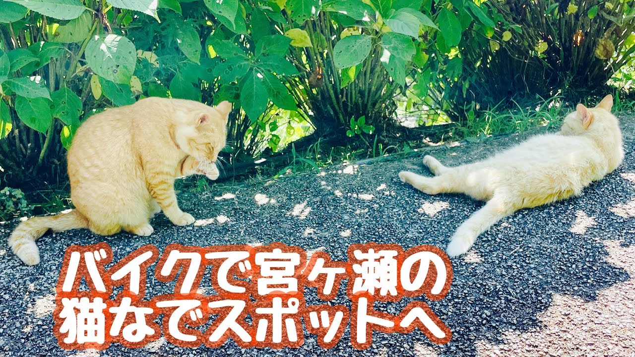 神奈川ツーリング］ 宮ヶ瀬の猫スポット湖畔園地で撫でまわし Kawasaki