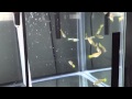 Guppy Project update