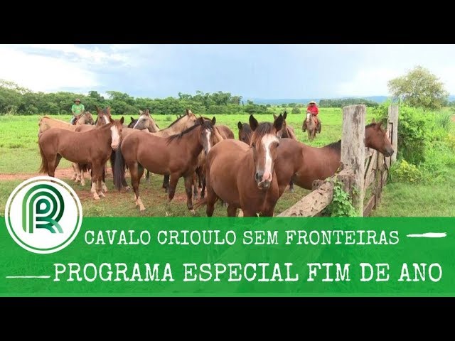 Cavalo Crioulo no Pantanal Matogrossense 