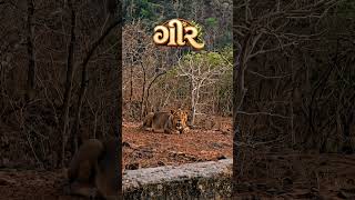 #Pride #lion #gujarat #india #trending #geer