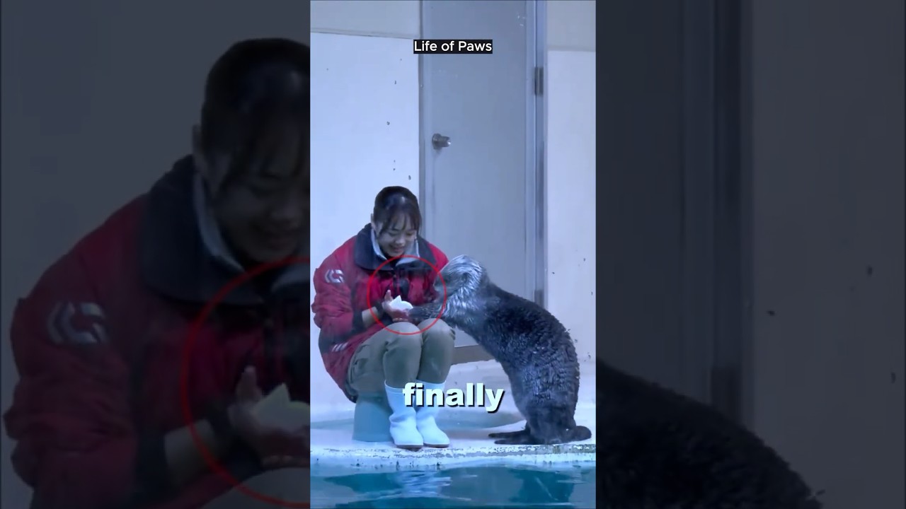 This Clever Otter Learned to Swim for a Toy Fish Reward! 🦦🎣 