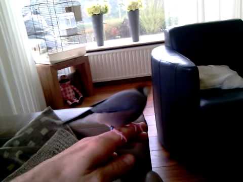 My tame java finches (Padda Oryzivora)