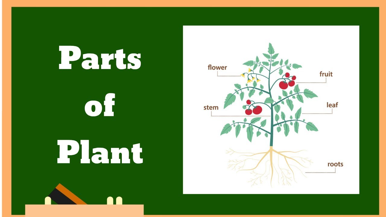 Parts of plant Explanation YouTube