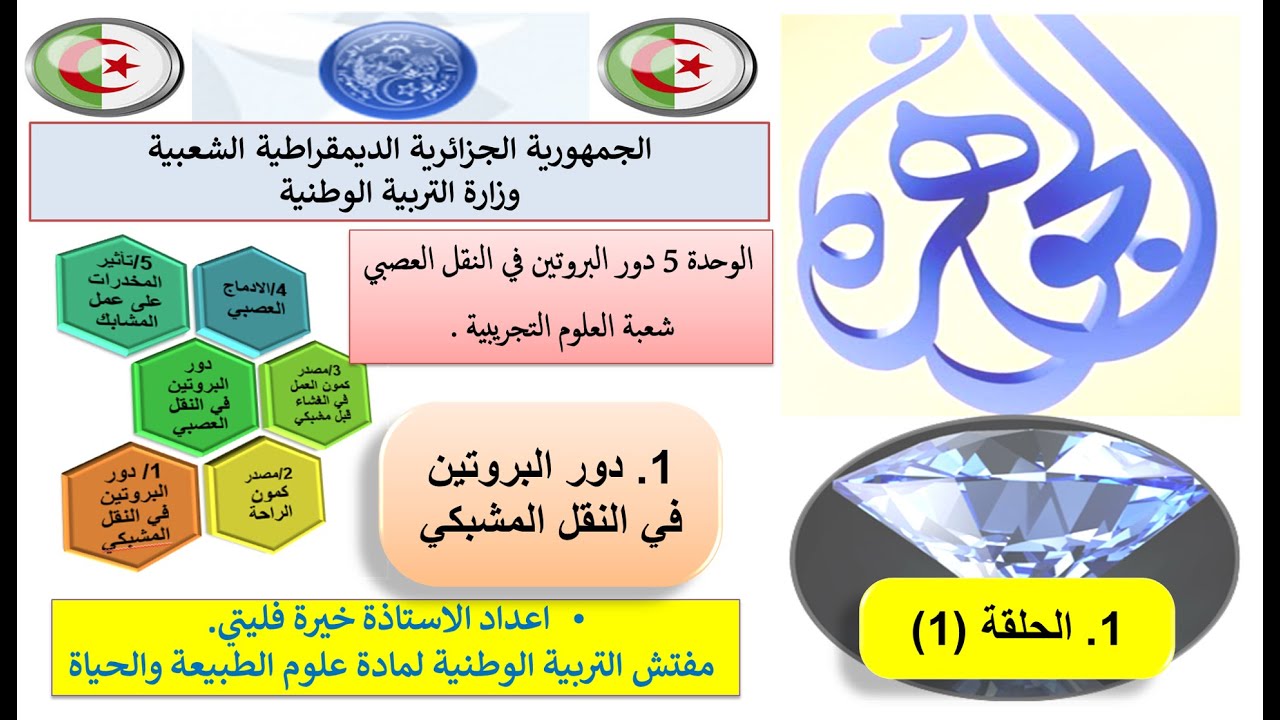 الحلقة الأولى من النقل المشبكي