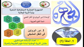 الحلقة الأولى من النقل المشبكي