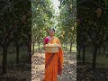 mango 🥭 #mango #farming #agriculture #had work #fruit #marketing#kisan #farmer #ai #shorts #viral