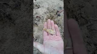 Boggy 2 Flips Out When Buddy Steps On It