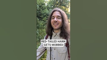 Red-tailed Hawk Gets Mobbed 😮