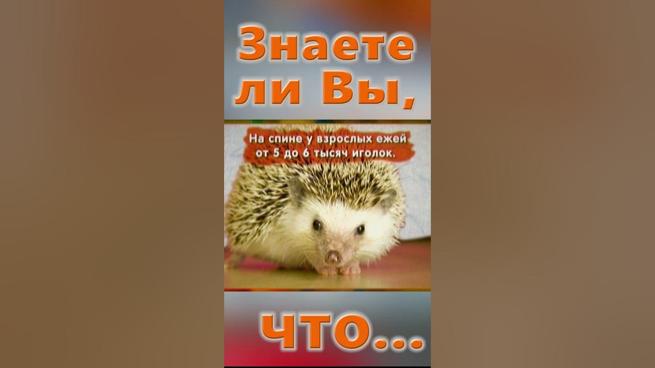 Знаете ли Вы, Что? Ежик - YouTube