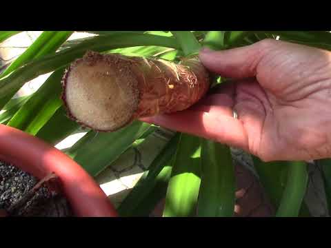 Видео: Как избавиться от растения юкка: 14 шагов (с иллюстрациями)