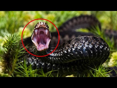L’ASPIDE: la VIPERA più diffusa in Italia!