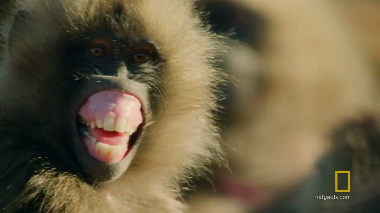 Gelada Monkeys