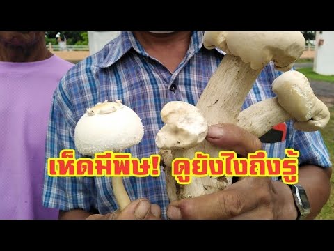 วีดีโอ: เห็ดเห็ดมีพิษขาวมีอันตรายอย่างไร?