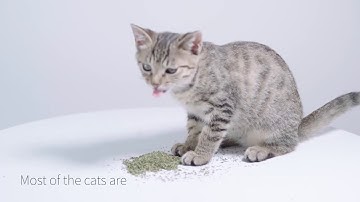 Pidan® Catnip -2.5g