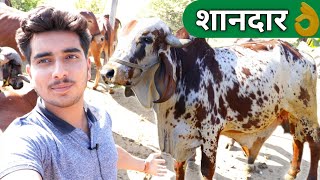 Gir bull of Gujarat || गिर का बहुत शानदार बुल ||By Farmer choice