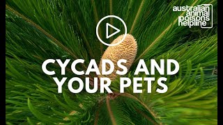 Animal Poisons Helpline - Cycad Safety