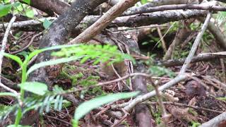 Pacific Jumping Mouse eating Huckleberries