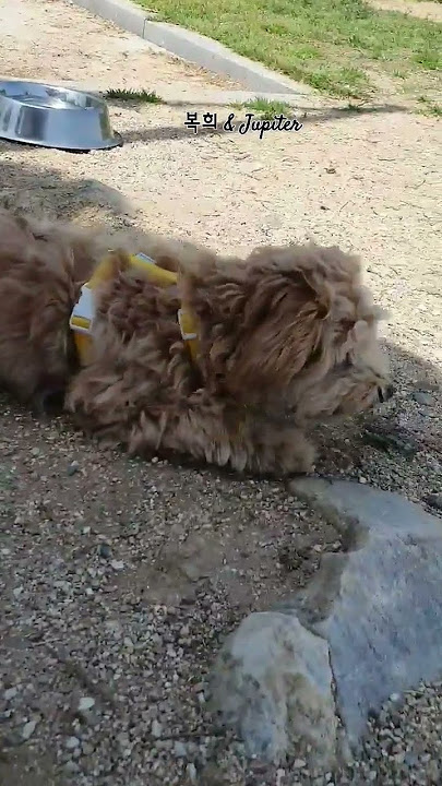 Meet another friend #music #disco #pets #adoption #♡#dog #song