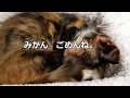 【子猫の突然の病気】みかんのようすが・・おかしいです。病院へ行ってきます。[A kitten's illness] The kitten's physical condition is strange