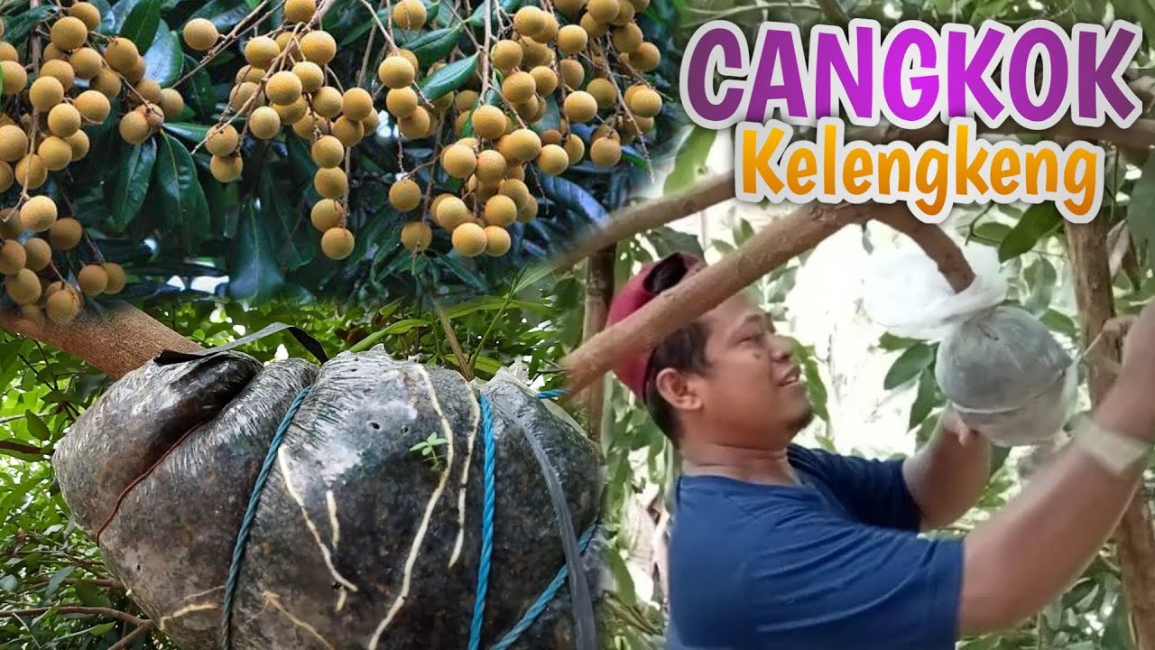 Tutorial Lengkap cangkok KELENGKENG | Akar cepat tumbuh Banyak
