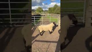 Signet Recorded High Index Suffolk Shearlings