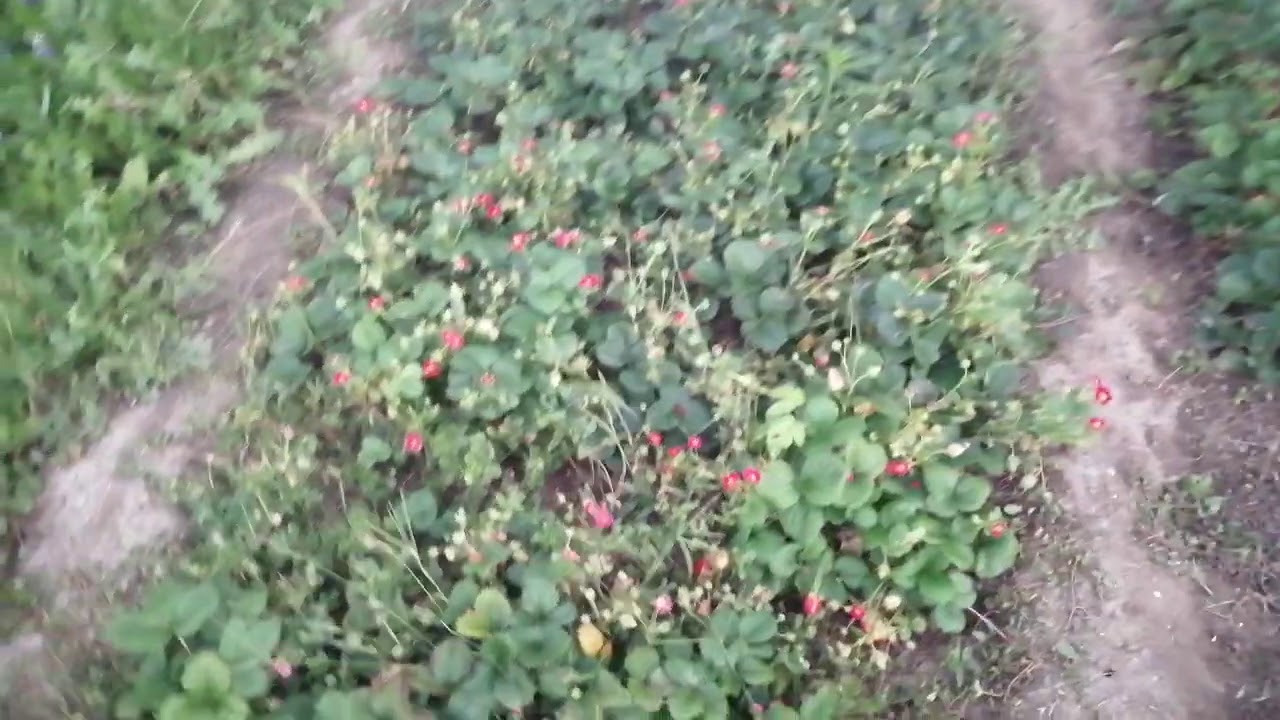 Земляника Тристан, Руби Энн и Тоскана посадка в грунт. Результат ОТЛИЧНЫЙ!!!