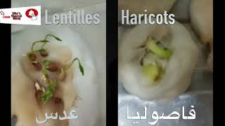 زراعة #الفاصوليا و#العدس في #القطن#  comment planter les graines d #haricot et  #lentills au #coton