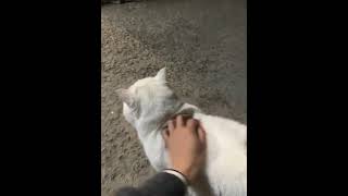 Adorable Kitten Chronicles: Watch Me Grow
