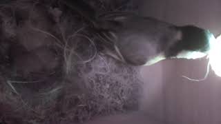 16-04-2020 Nestmateriaal Blijven Aanvoeren