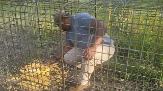 DIY Hog Trap: How to Bait & Set 🐗 #hunting #hog #trapping #feral