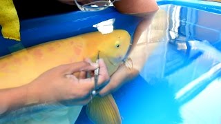 Modern Koi Blog #1243 - Live from Japan: Vermessen und Versorgen von Super Jumbo Karashigoi
