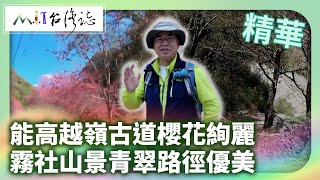 能高越嶺古道櫻花絢麗 霧社山景青翠路徑優美|南投縣鹿谷鄉 麥覺明【@ctvmit865集】