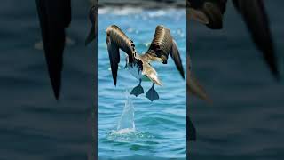 Blue-Footed Booby 🐦🌊Graceful Sky & Sea Dancer  #animals #wildlife