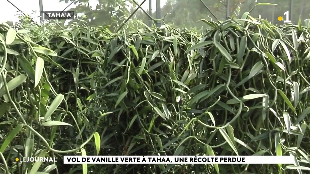 Tahaa : 300 kilos de vanille dérobés à Joël Hahe, 3 millions cfp de manque à gagner