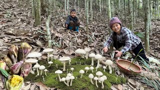 Download Lagu Harvesting wild mushrooms - A type of fruit containing larvae inside. They are so delicious you ... MP3