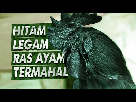 Ayam Cemani Meaning